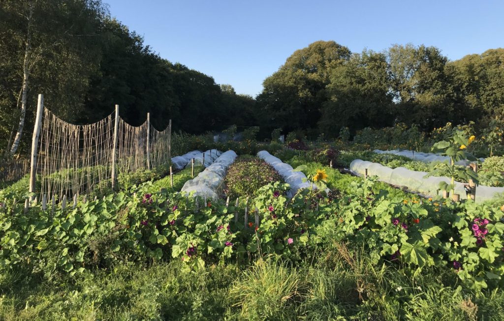 no-dig moestuin Bodemzicht regeneratieve landbouw