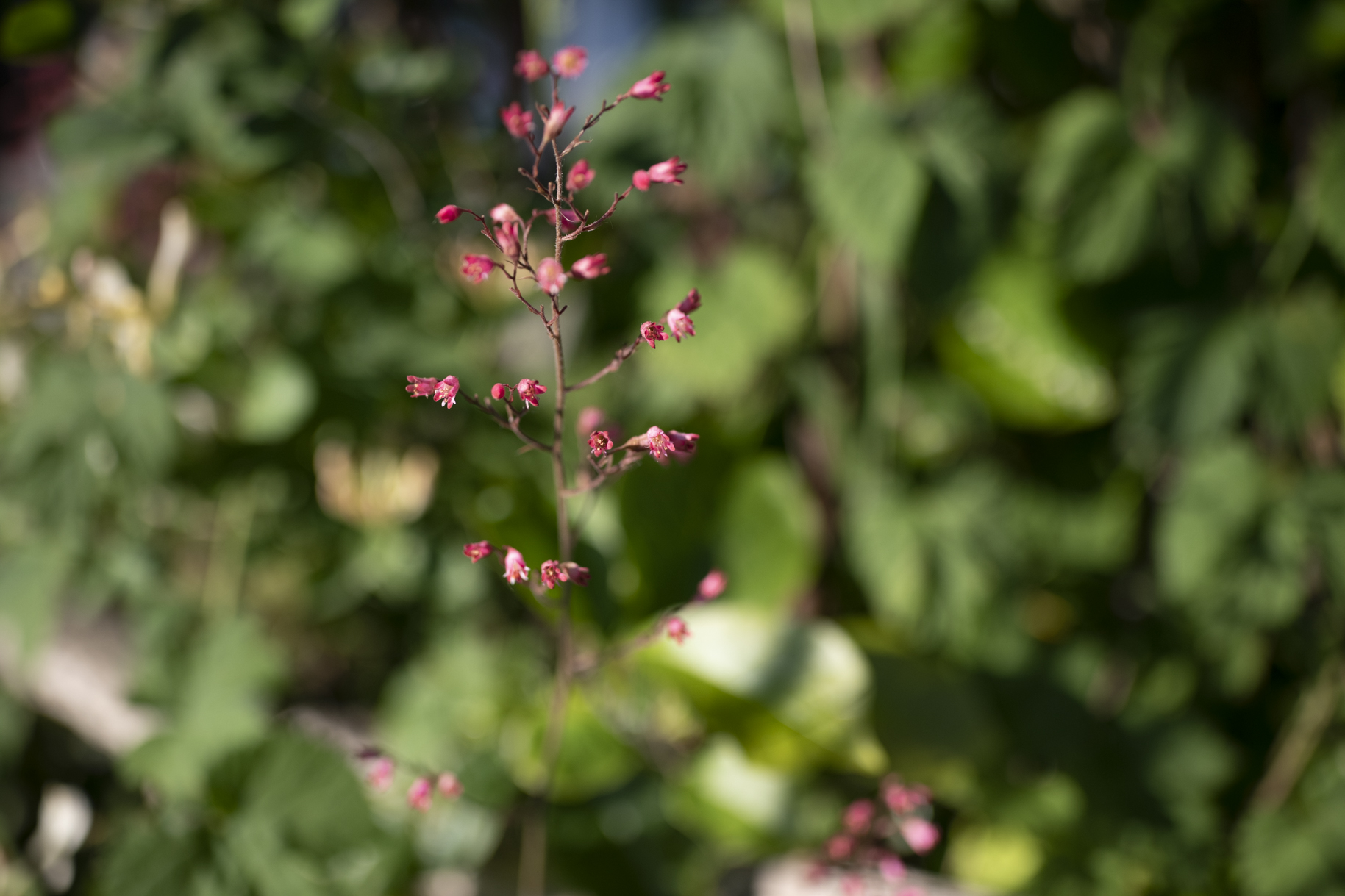 regeneratieve boeren en tuinders