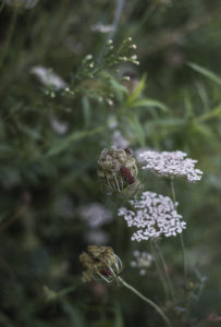 Biodiversiteit
