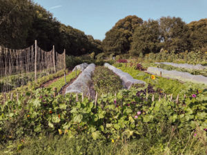no-dig moestuin Bodemzicht