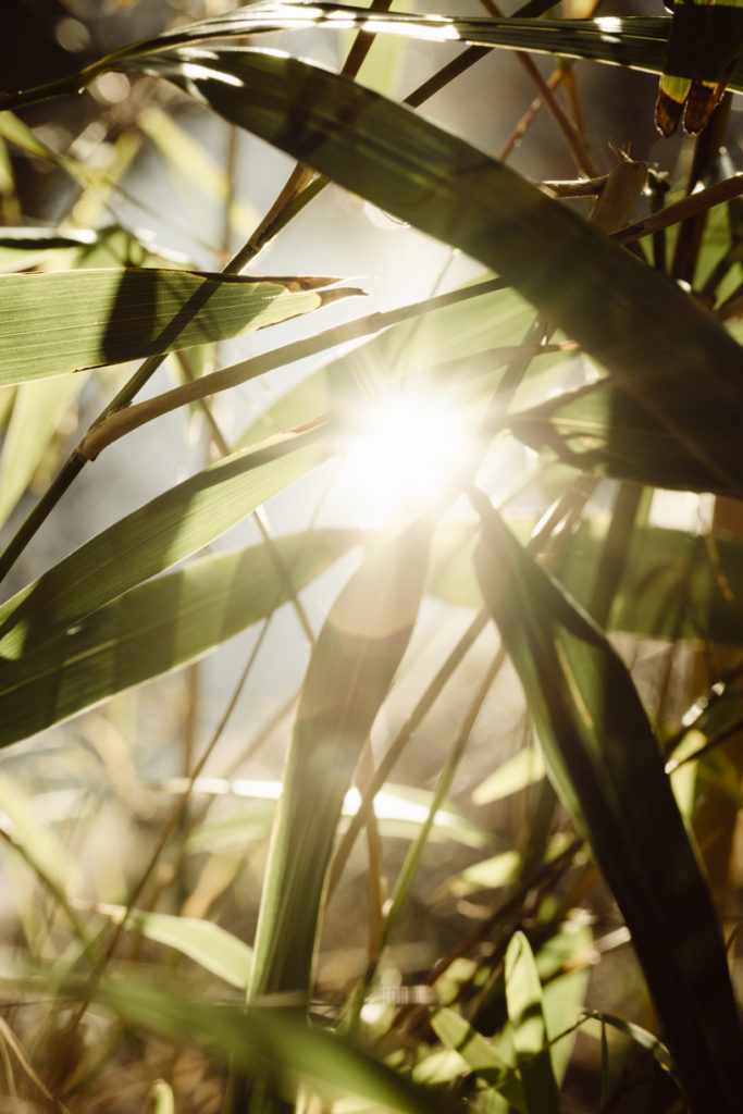 biodiversiteit