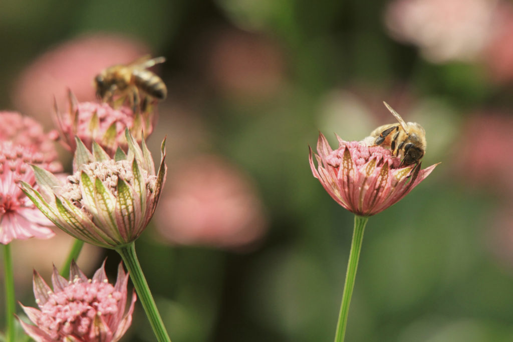 Biodiversiteit