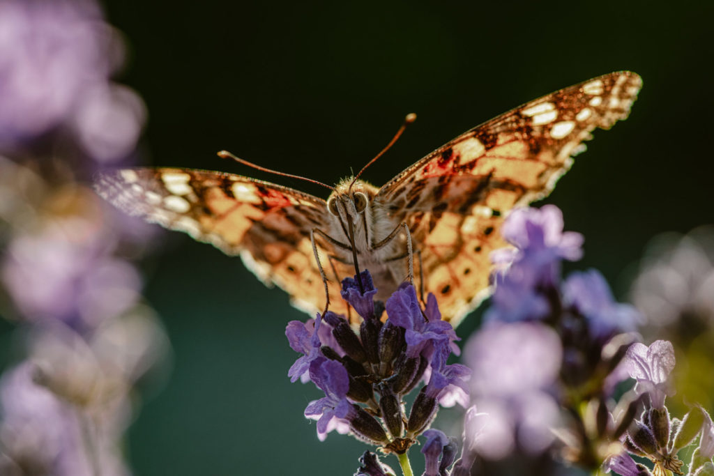 biodiversiteit