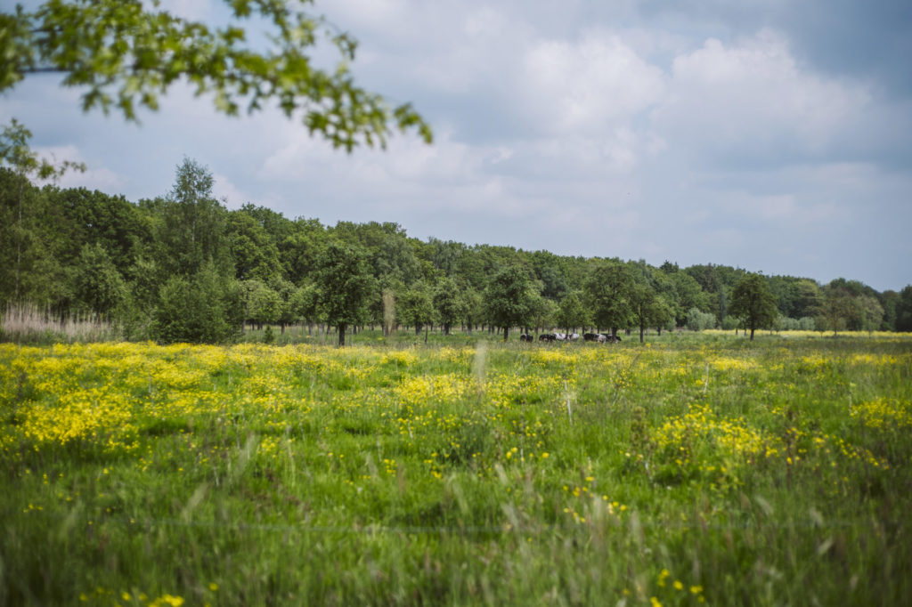 Hoogstamboomgaard Elegast Cider