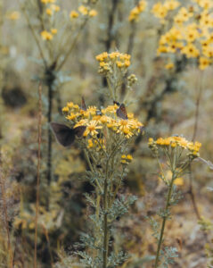 Biodiversiteit