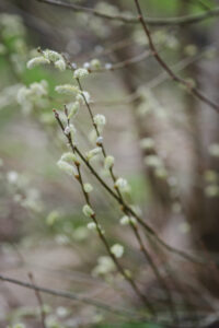 Biodiversiteit bloemen