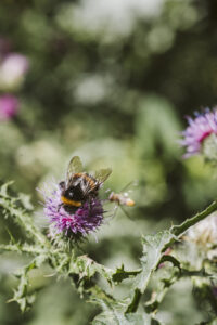 biodiversiteit bestuivers
