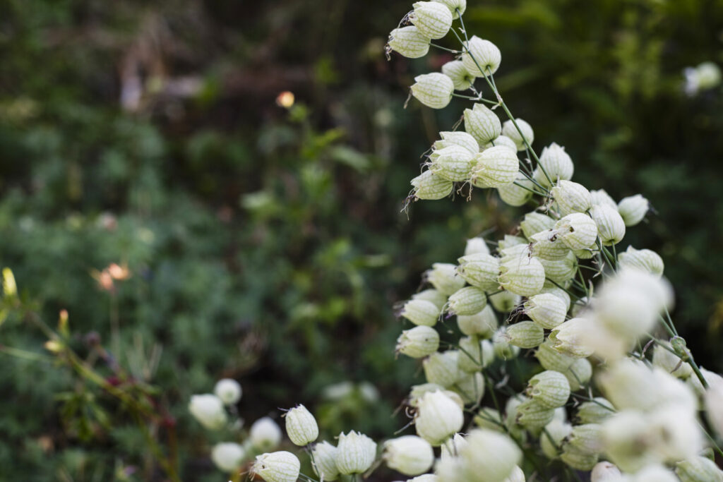 Bloemen