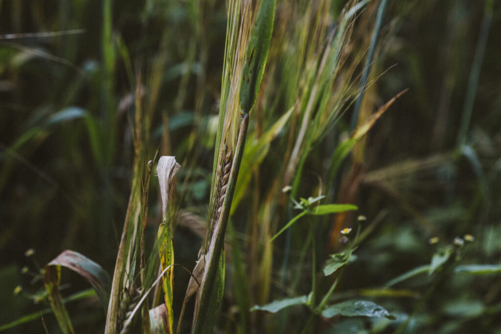 biodiversiteit