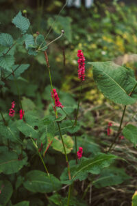 Biodiversiteit