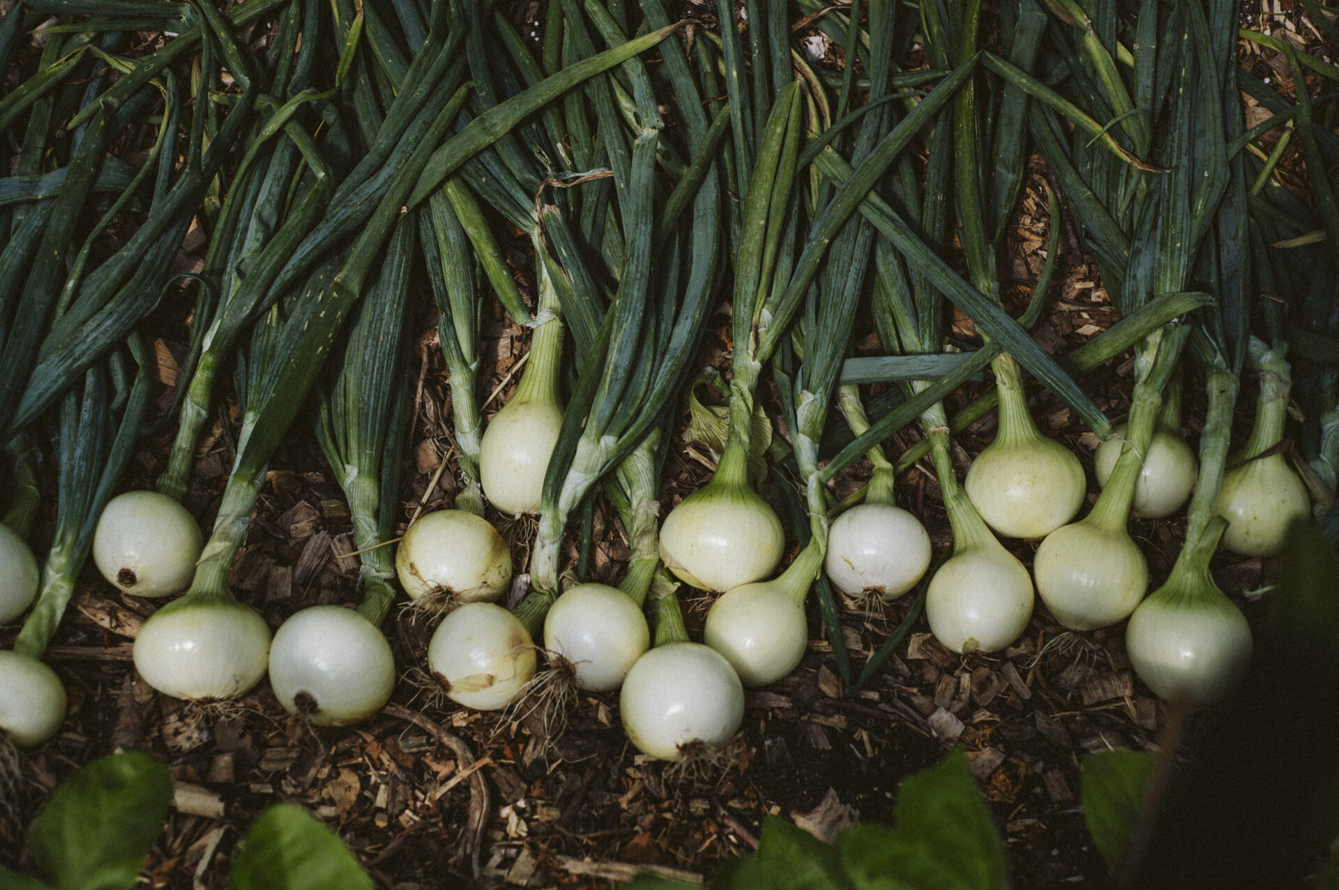 regeneratieve boeren tuinders boodschappen