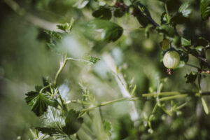 Voedselbos Roggebotstaete