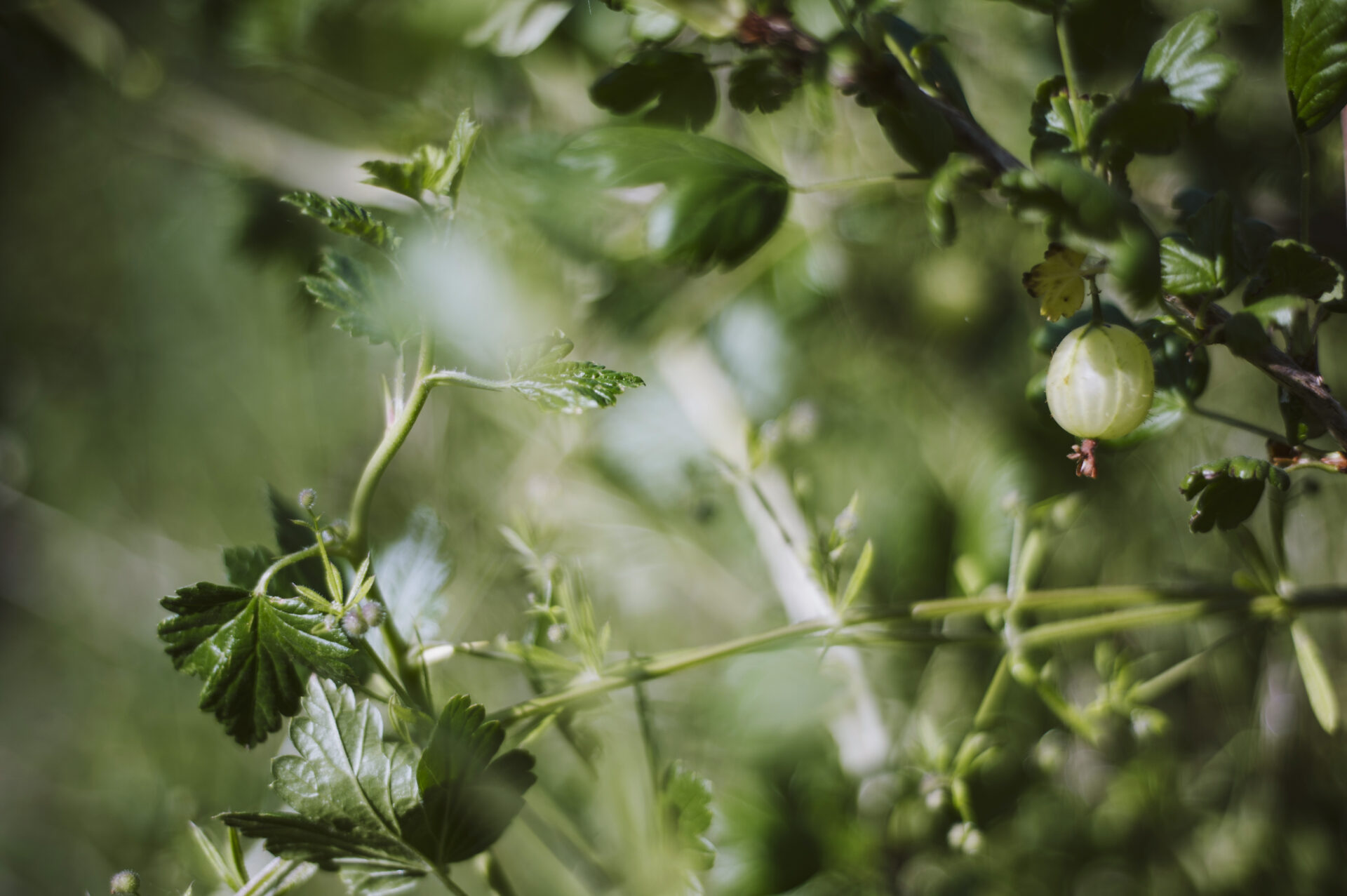 Voedselbos Roggebotstaete