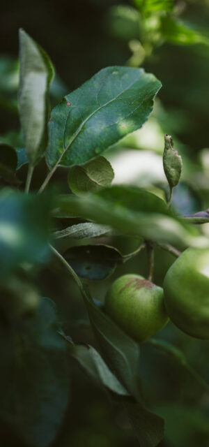 Food forest Ketelbroek