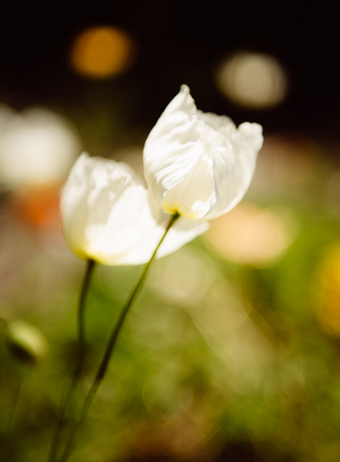 Regeneratieve en biologische bloemen