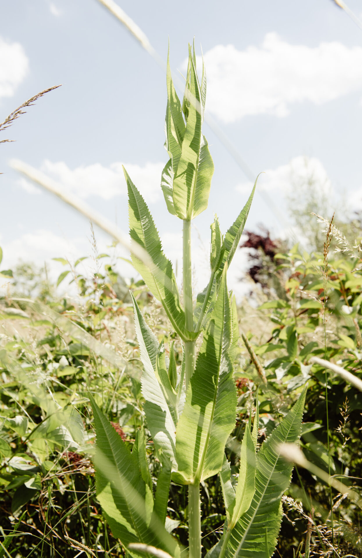 biodiversiteit