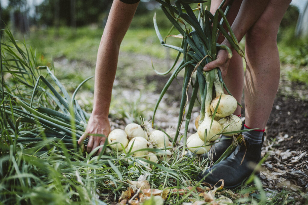 regeneratieve ingrediënten voor recepten