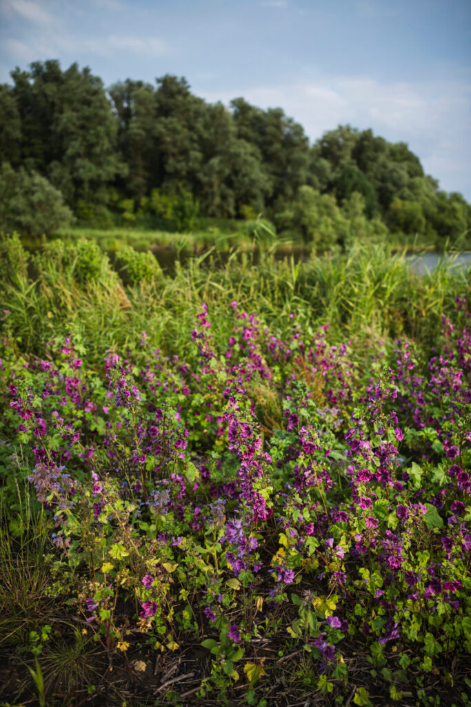 Boeren van Botmas regeneratieve landbouw
