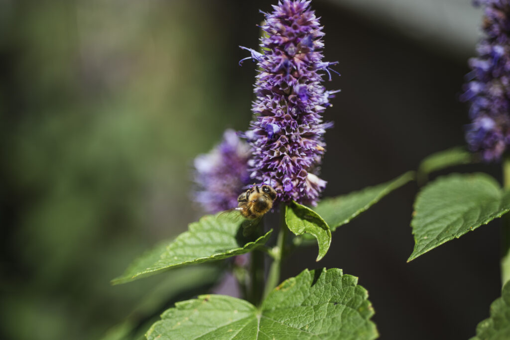 biodiversiteit