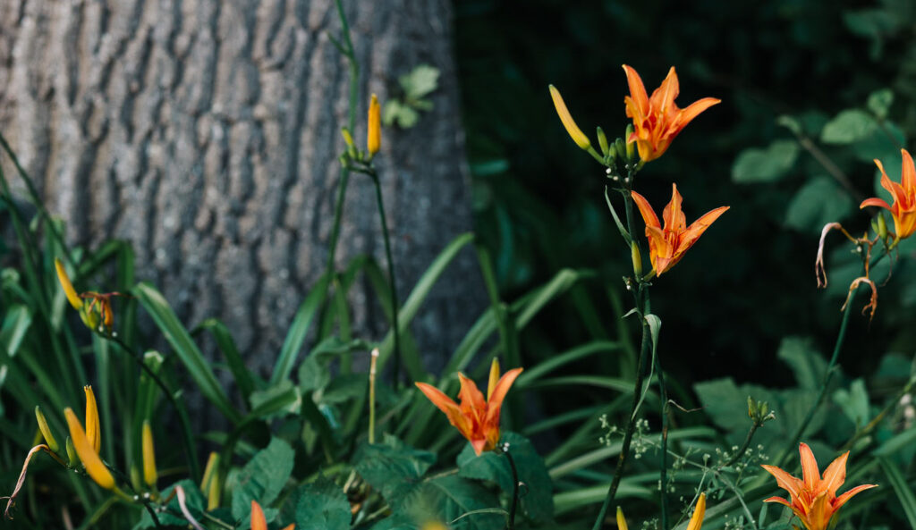 Bloemen van Noorderbloemen