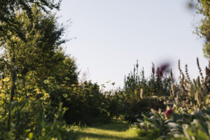 gifvrije inheemse tuinplanten