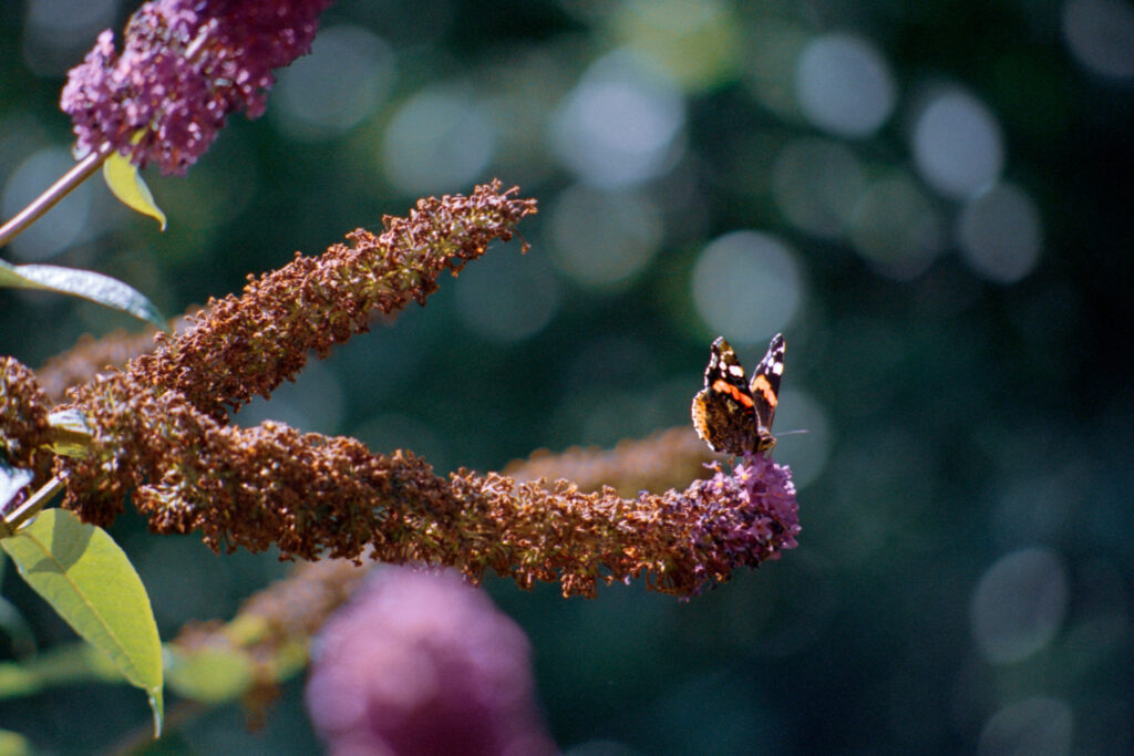 Vlinder op bloem