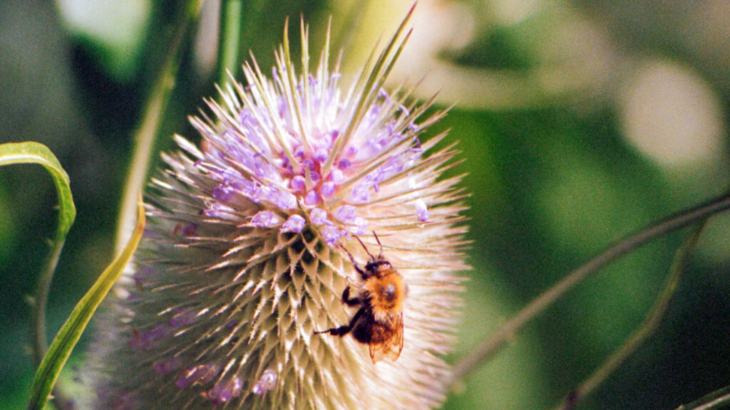 Hommel op bloem