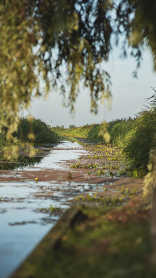Nynke Laverman natuur