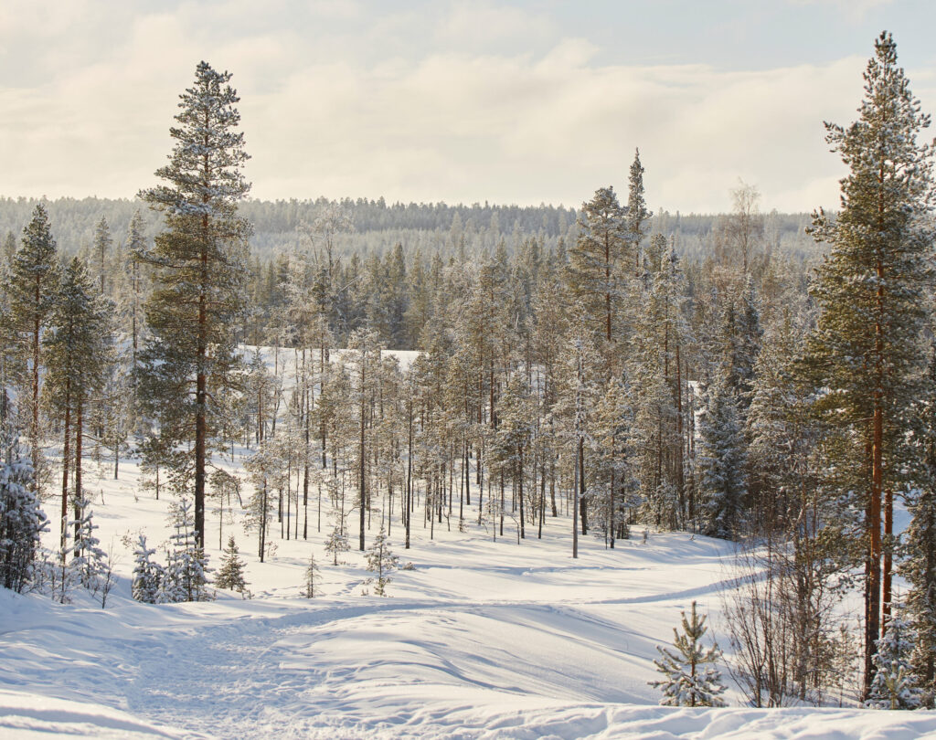 Boreale bossen Zweden