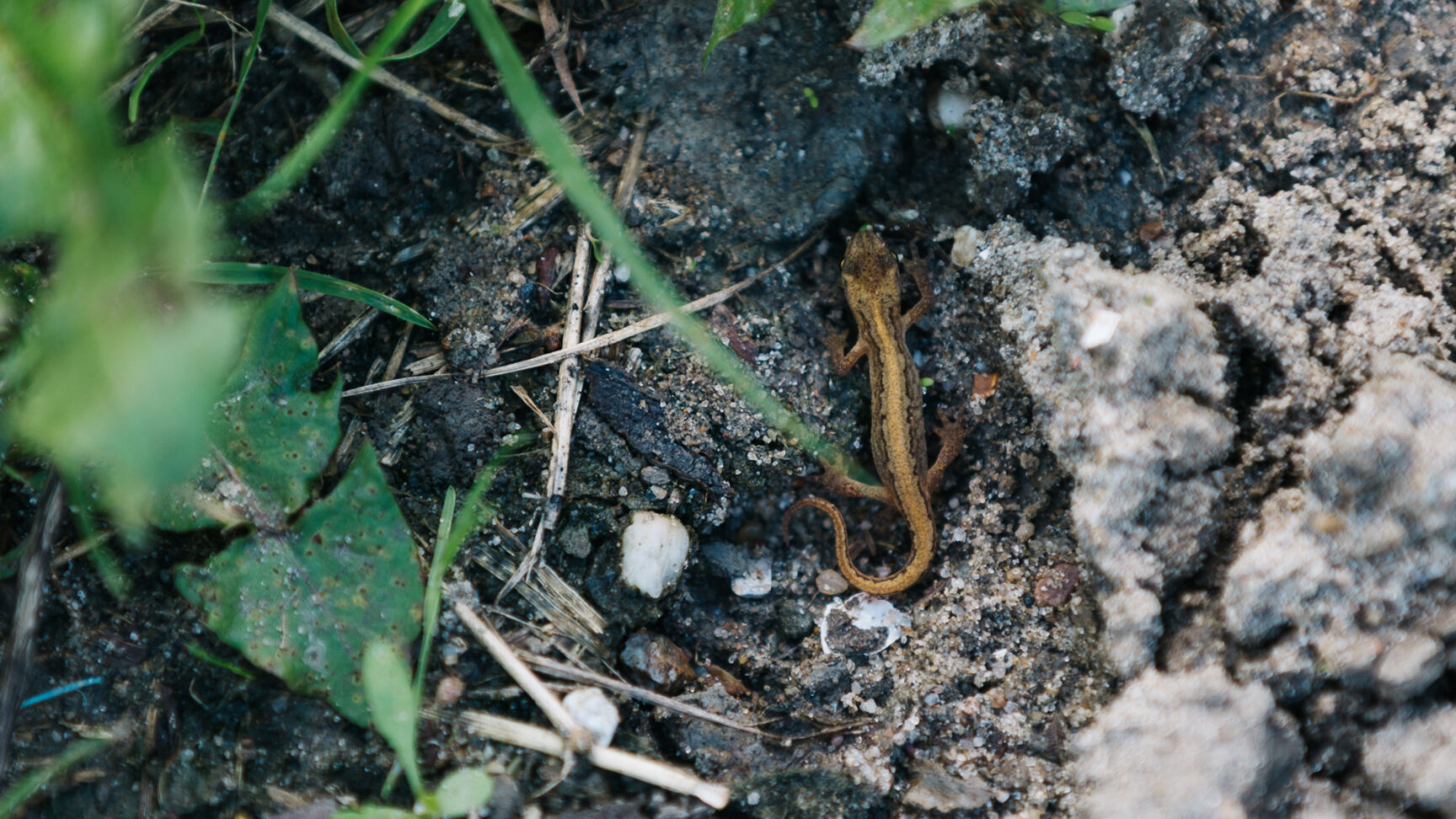 Salamander