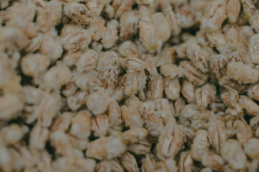 Fermentatie