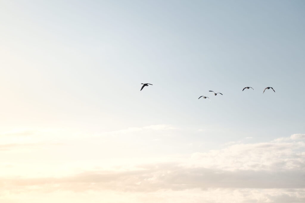 Vogels