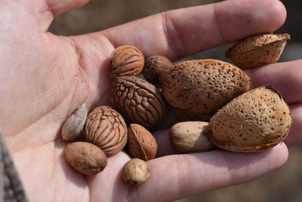 Almonds