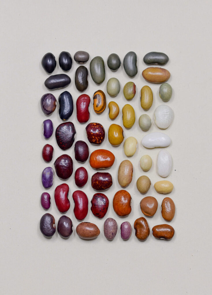 Beans