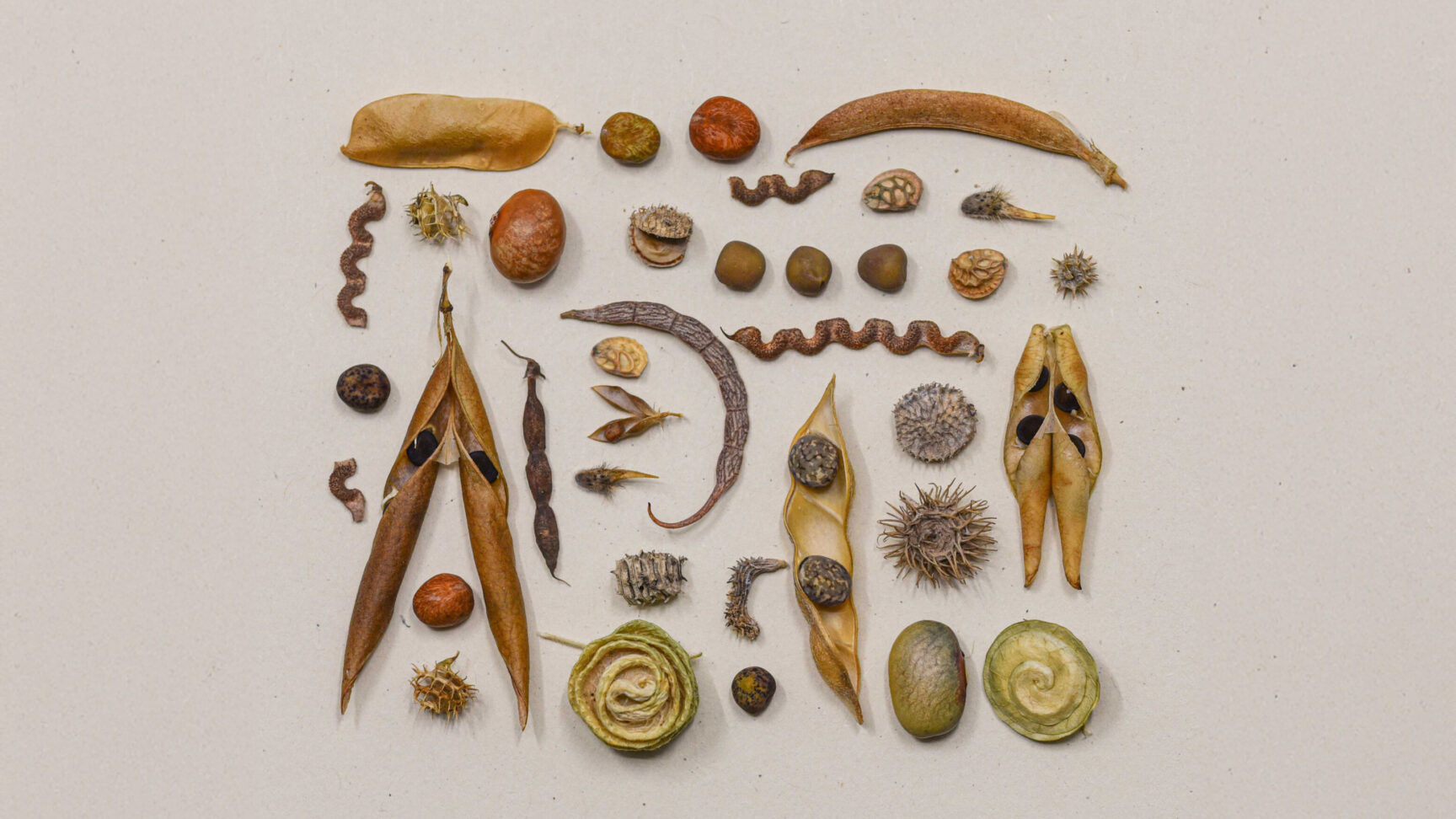 Seed diversity