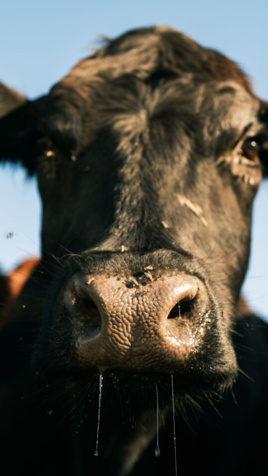 Cow at Gut&Bösel