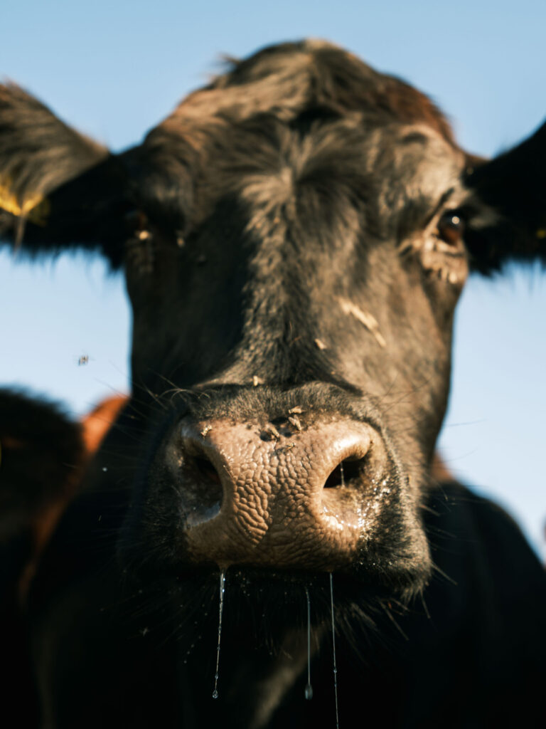 Cow at Gut&Bösel