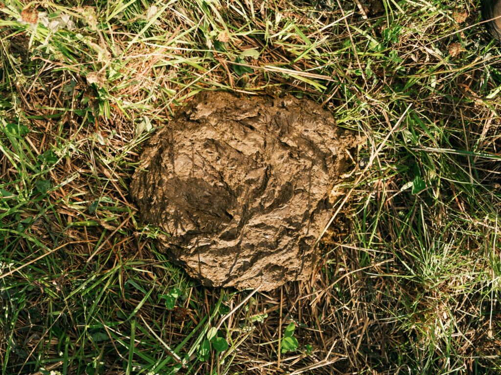 Cow shit