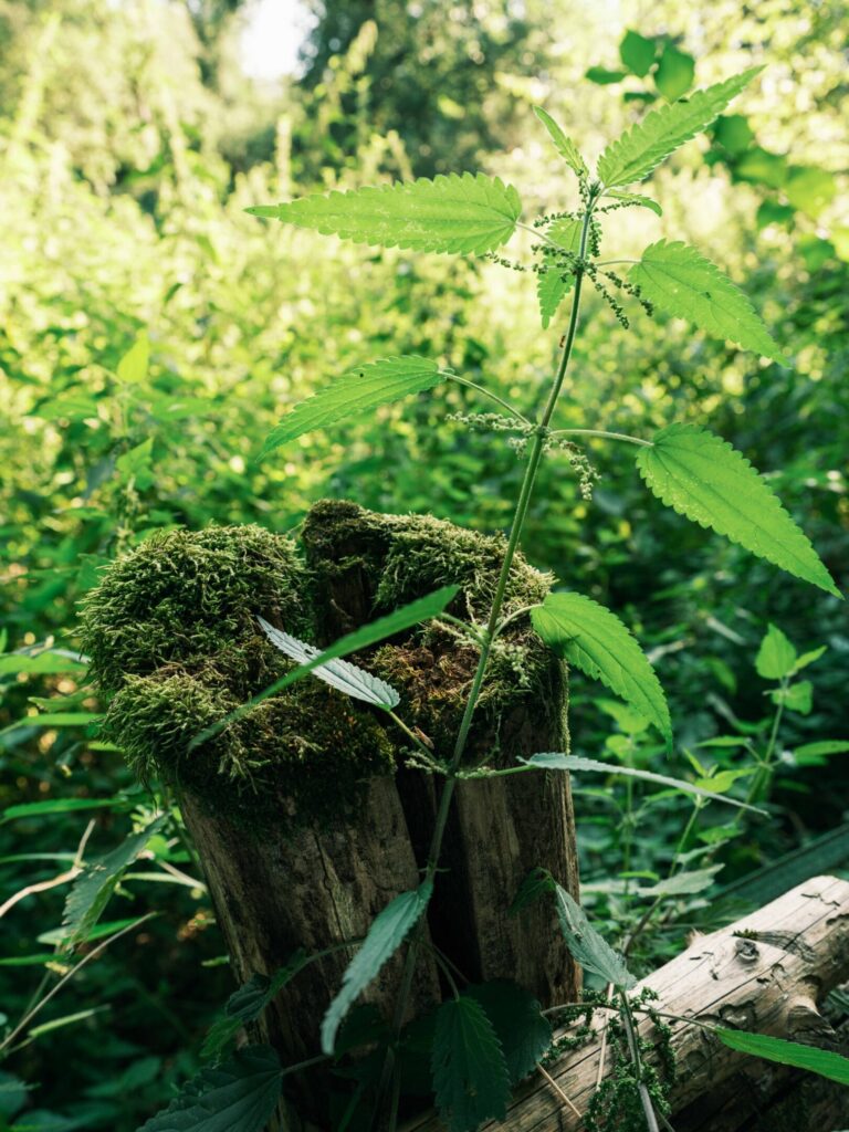 Plants
