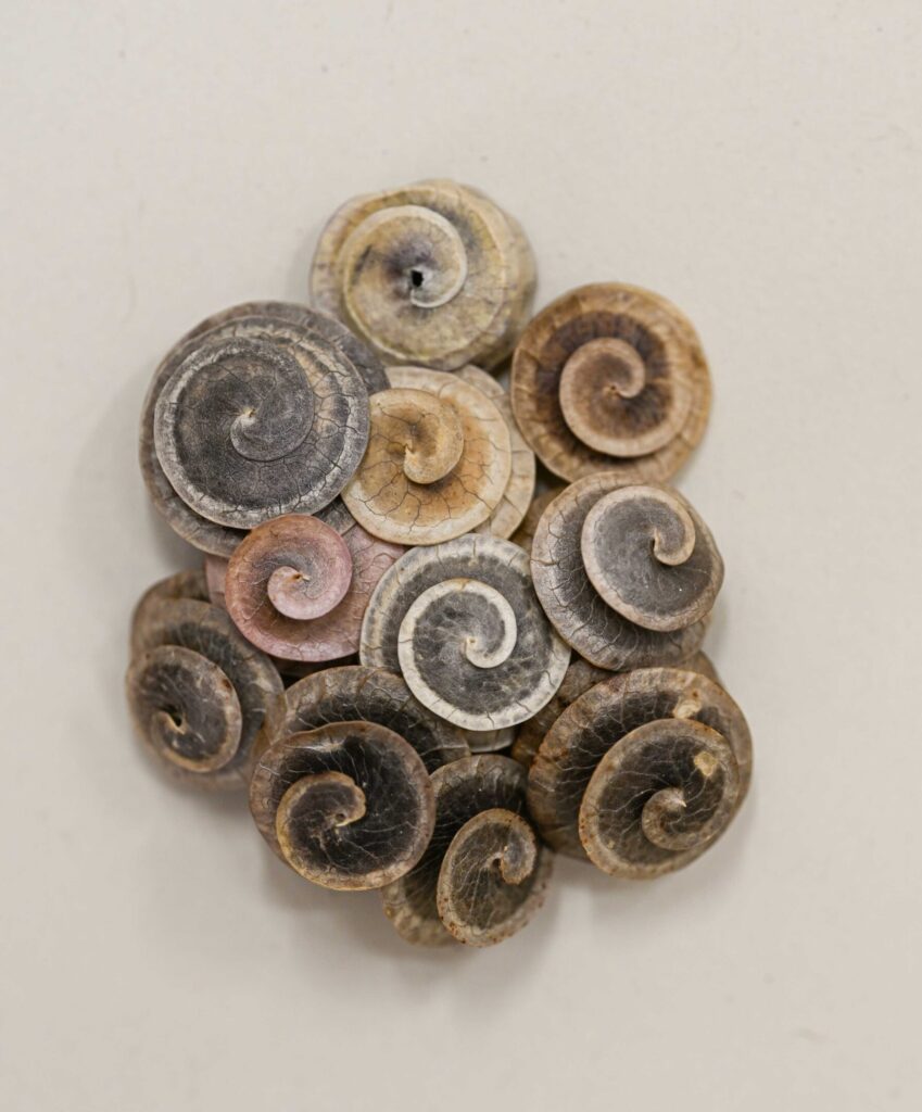 Seeds