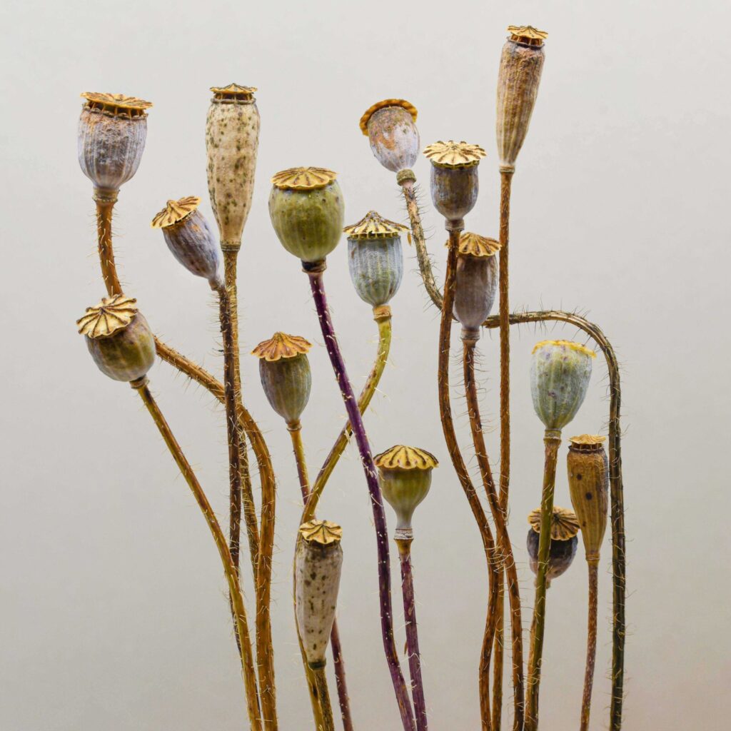 Seeds