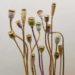 Seeds