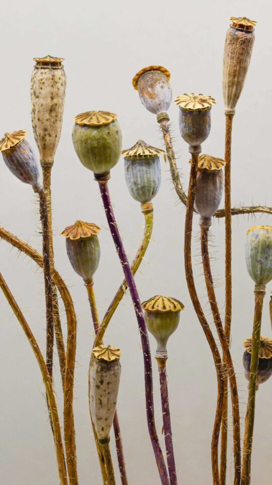 Seeds